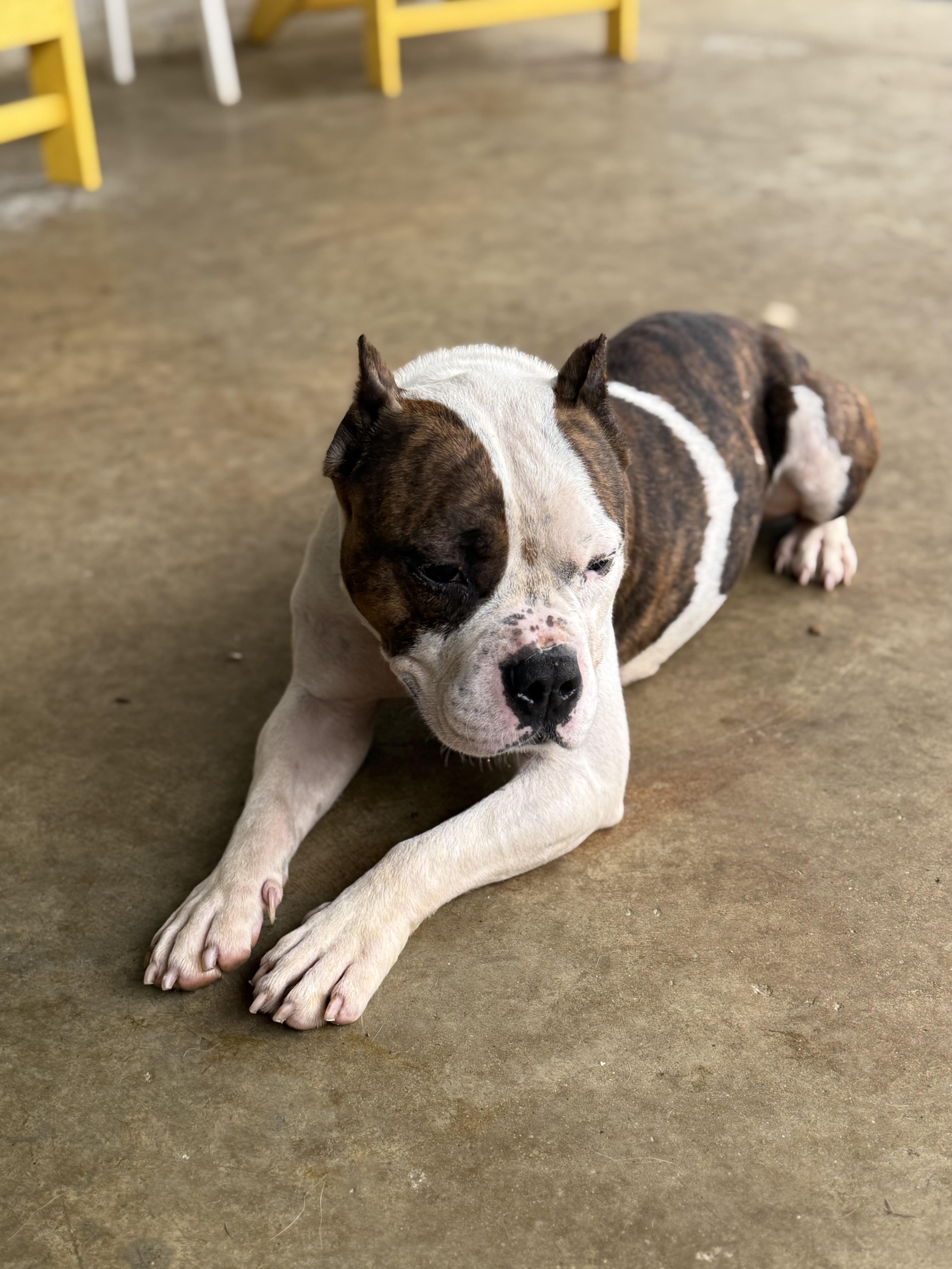 Enlarge Jeff , a ADOPTABLE mixed breed in Ferndale, WA image 4/4