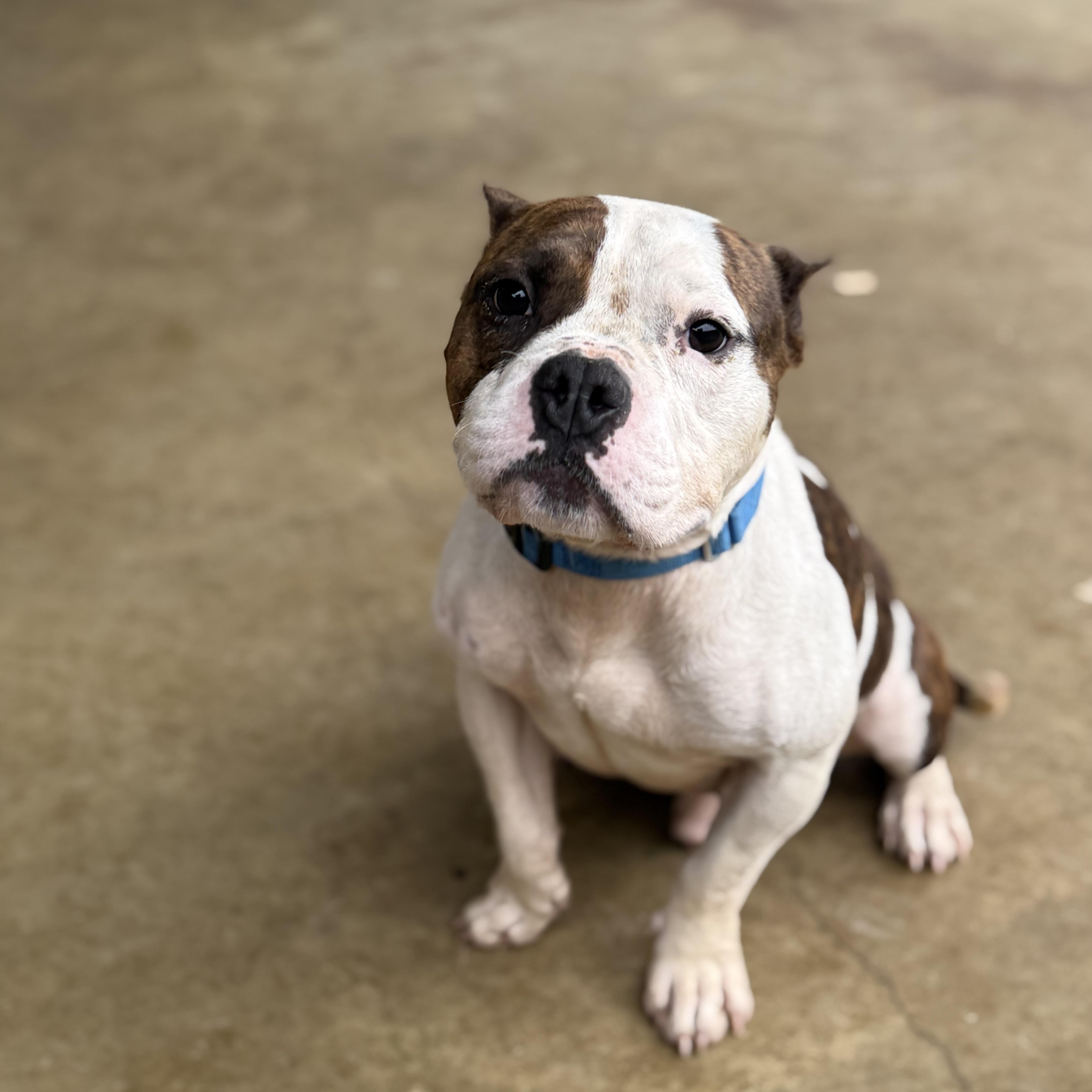 Enlarge Jeff , a ADOPTABLE mixed breed in Ferndale, WA image 2/4