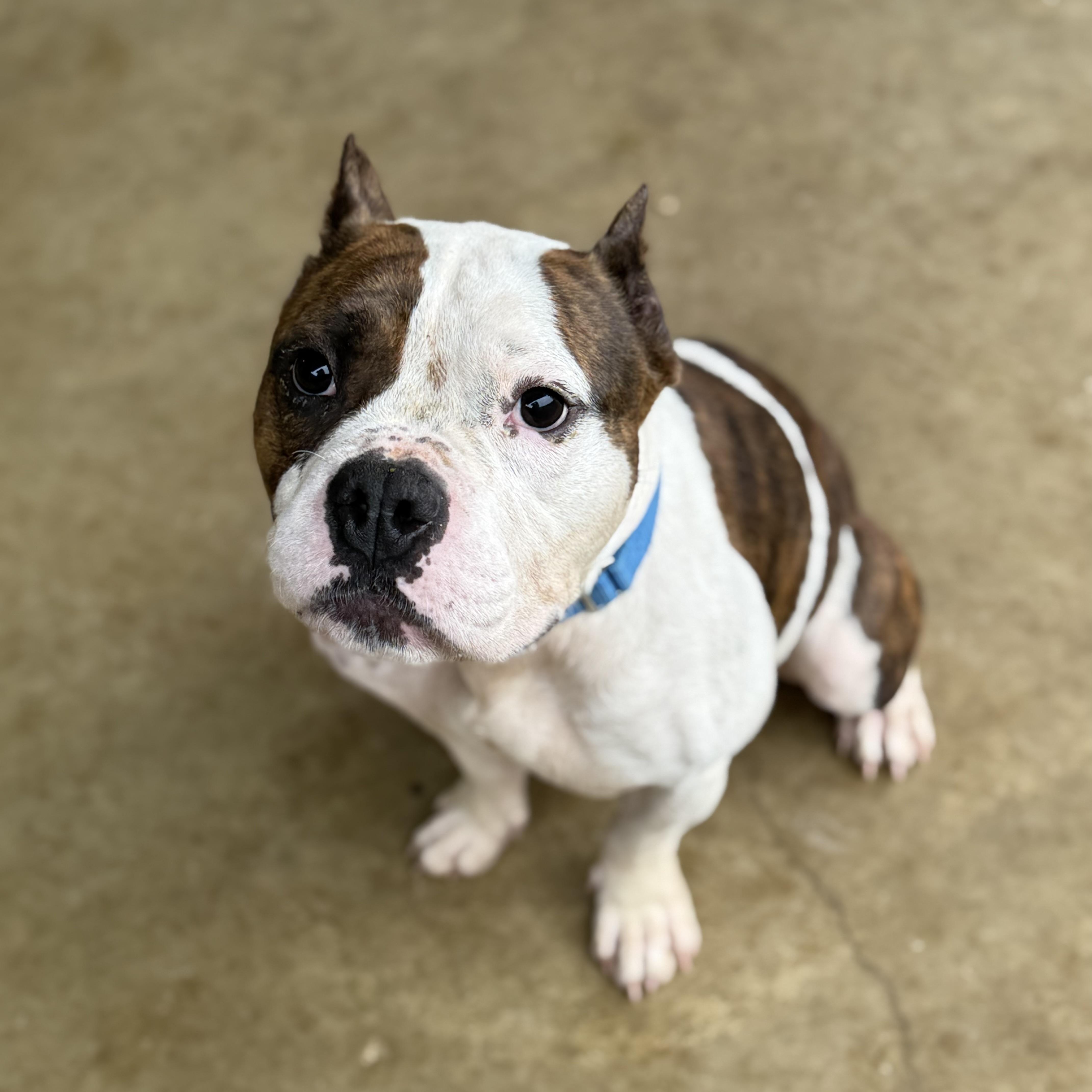 Jeff , ADOPTABLE, Adult Male Staffordshire Bull Terrier.
