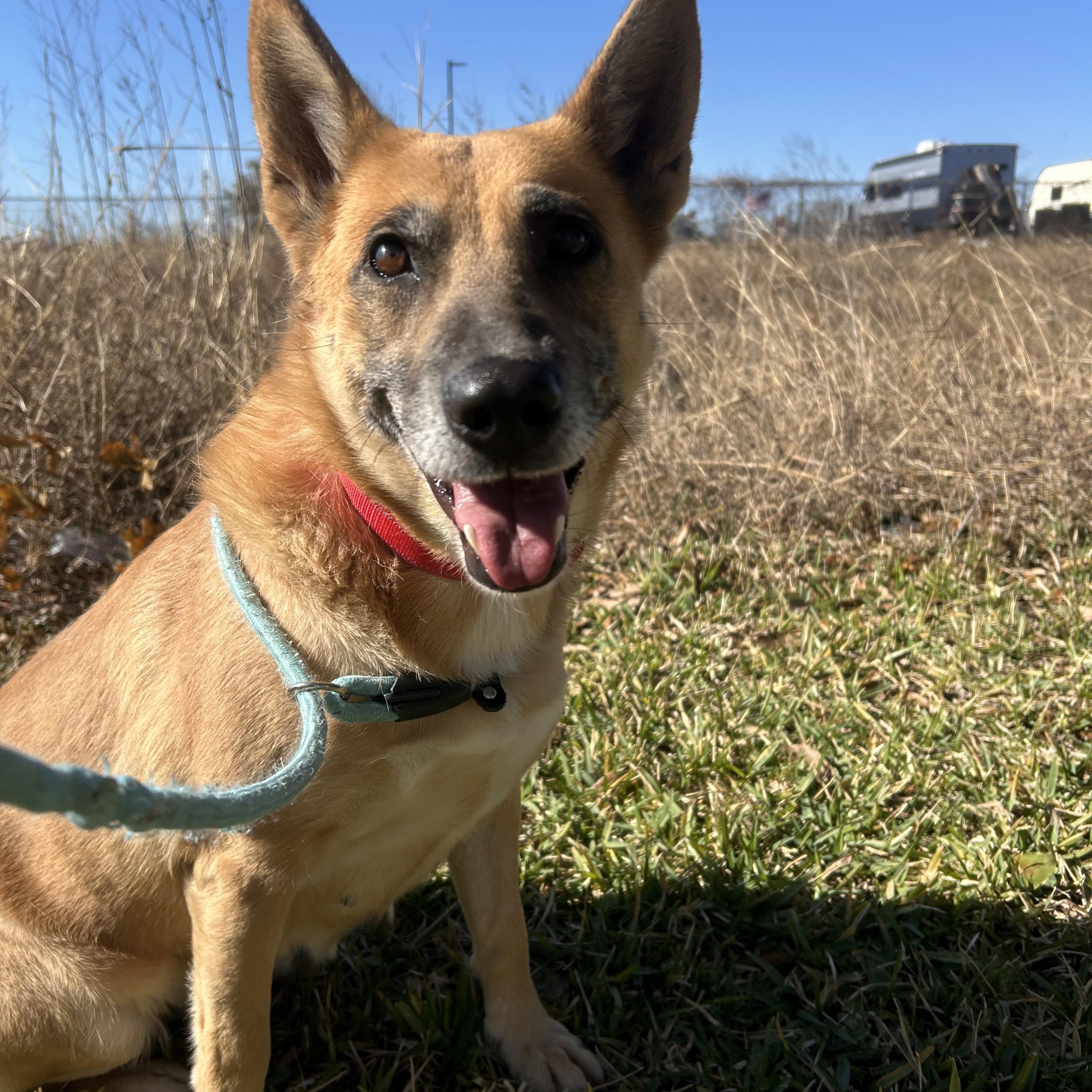 Enlarge Miss Sally, a Adopted mixed breed in Albany, NY image 6/6