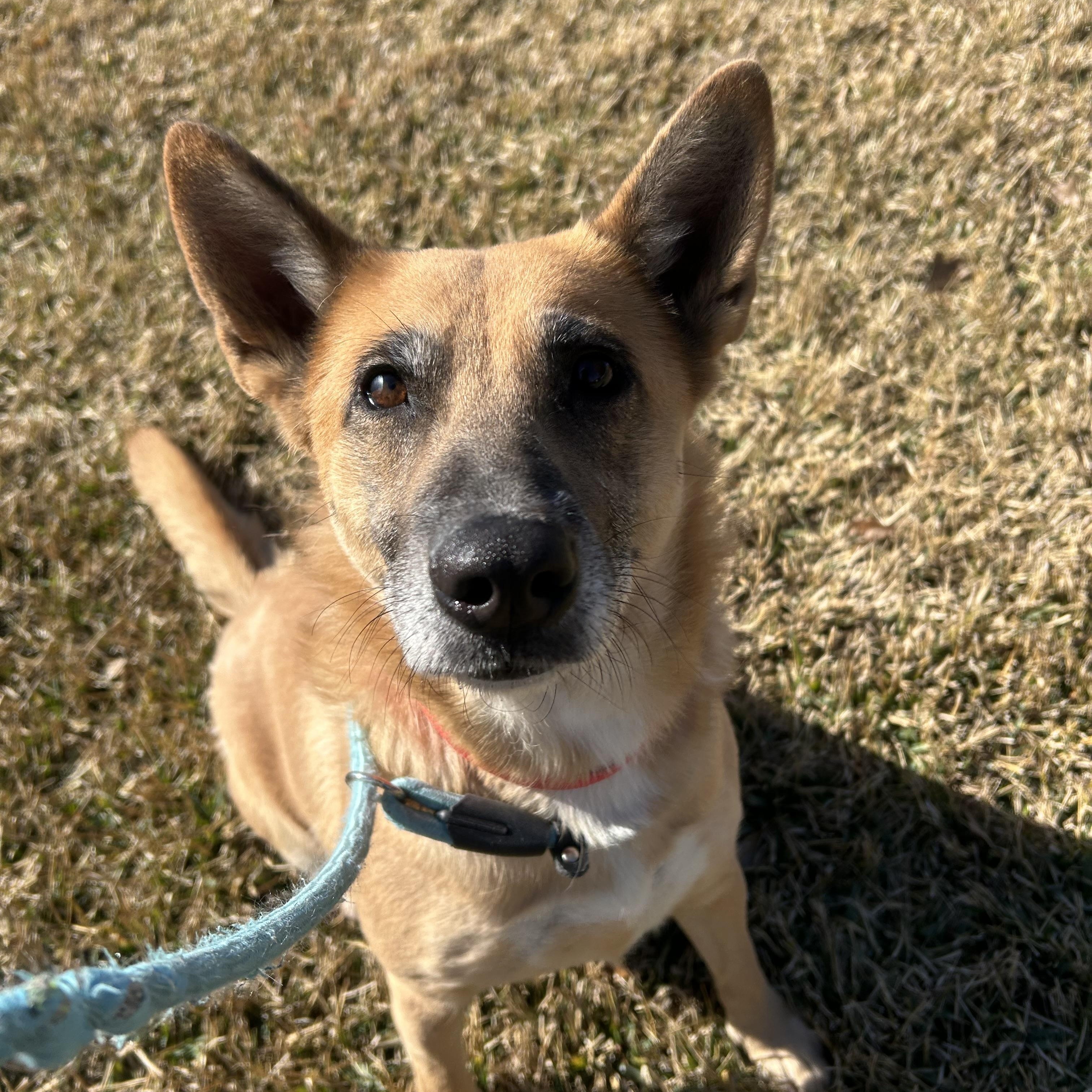 Enlarge Miss Sally, a Adopted mixed breed in Albany, NY image 4/6
