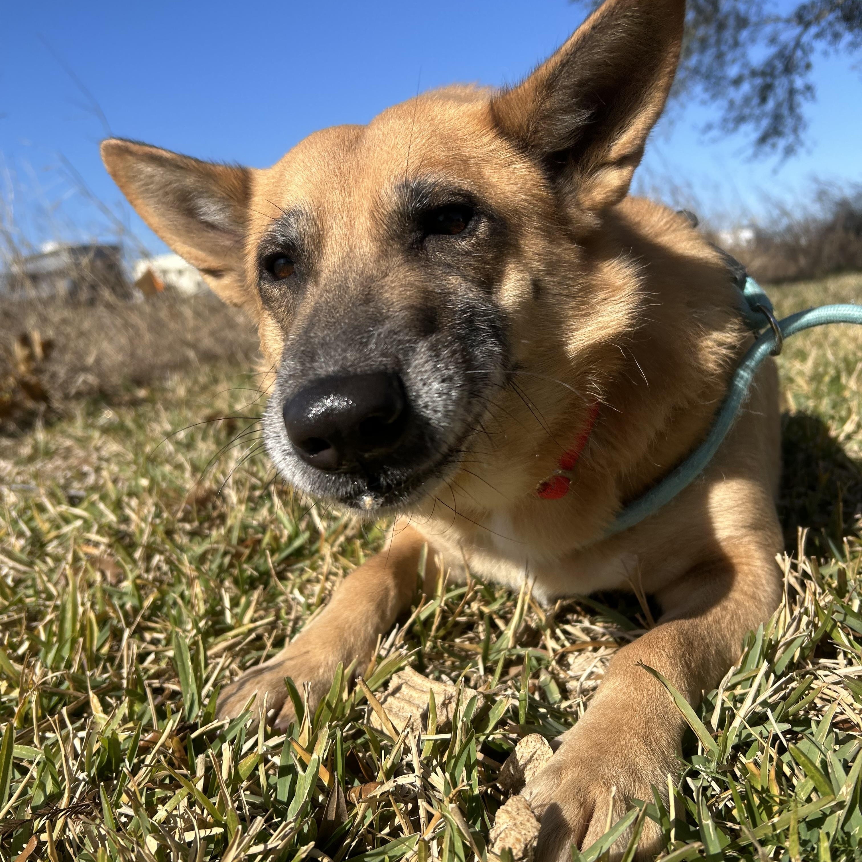 Enlarge Miss Sally, a Adopted mixed breed in Albany, NY image 2/6