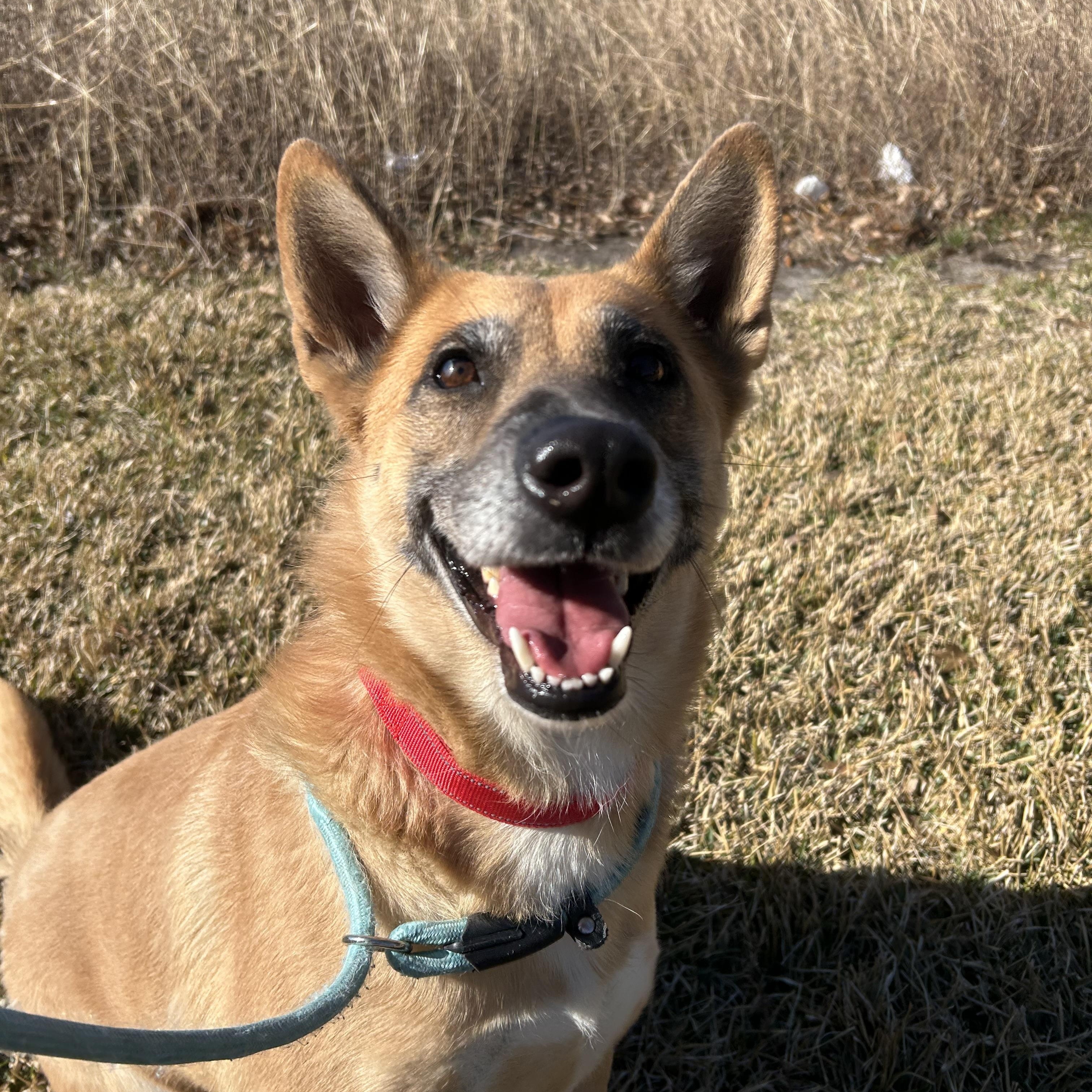 Enlarge Miss Sally, a Adopted mixed breed in Albany, NY image 3/6