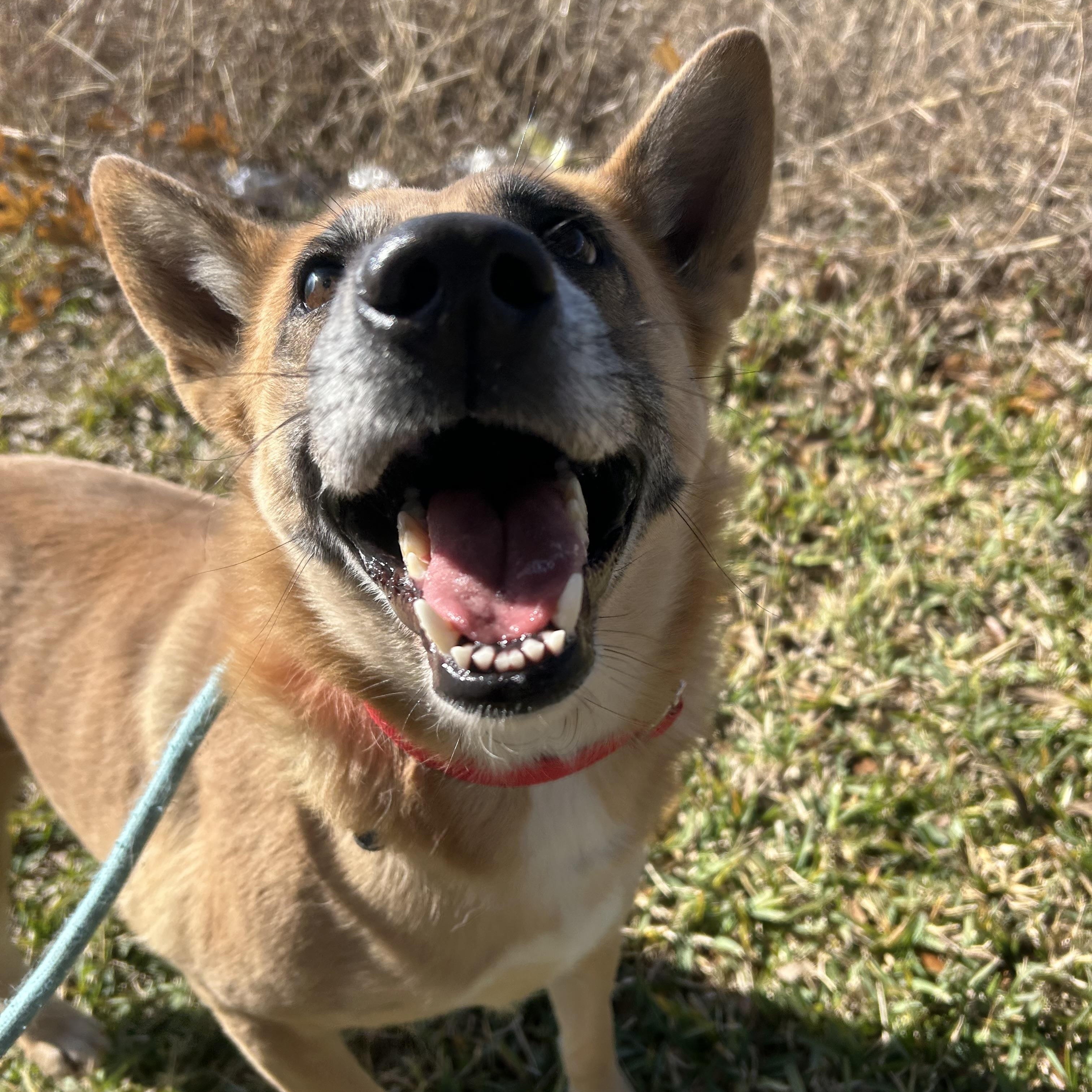 Enlarge Miss Sally, a Adopted mixed breed in Albany, NY image 1/6