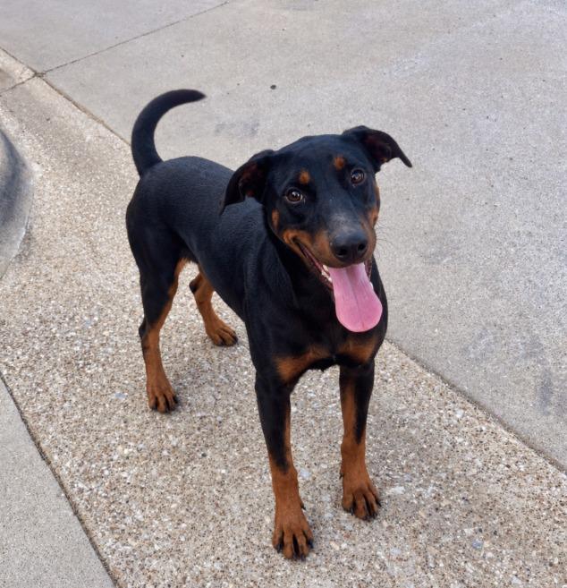 Enlarge Jody, a Adoptable mixed breed in Belton, TX image 1/1