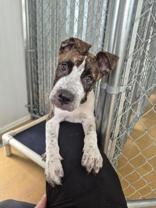 Enlarge Lainey, a Adoptable mixed breed in Cibolo, TX image 1/1