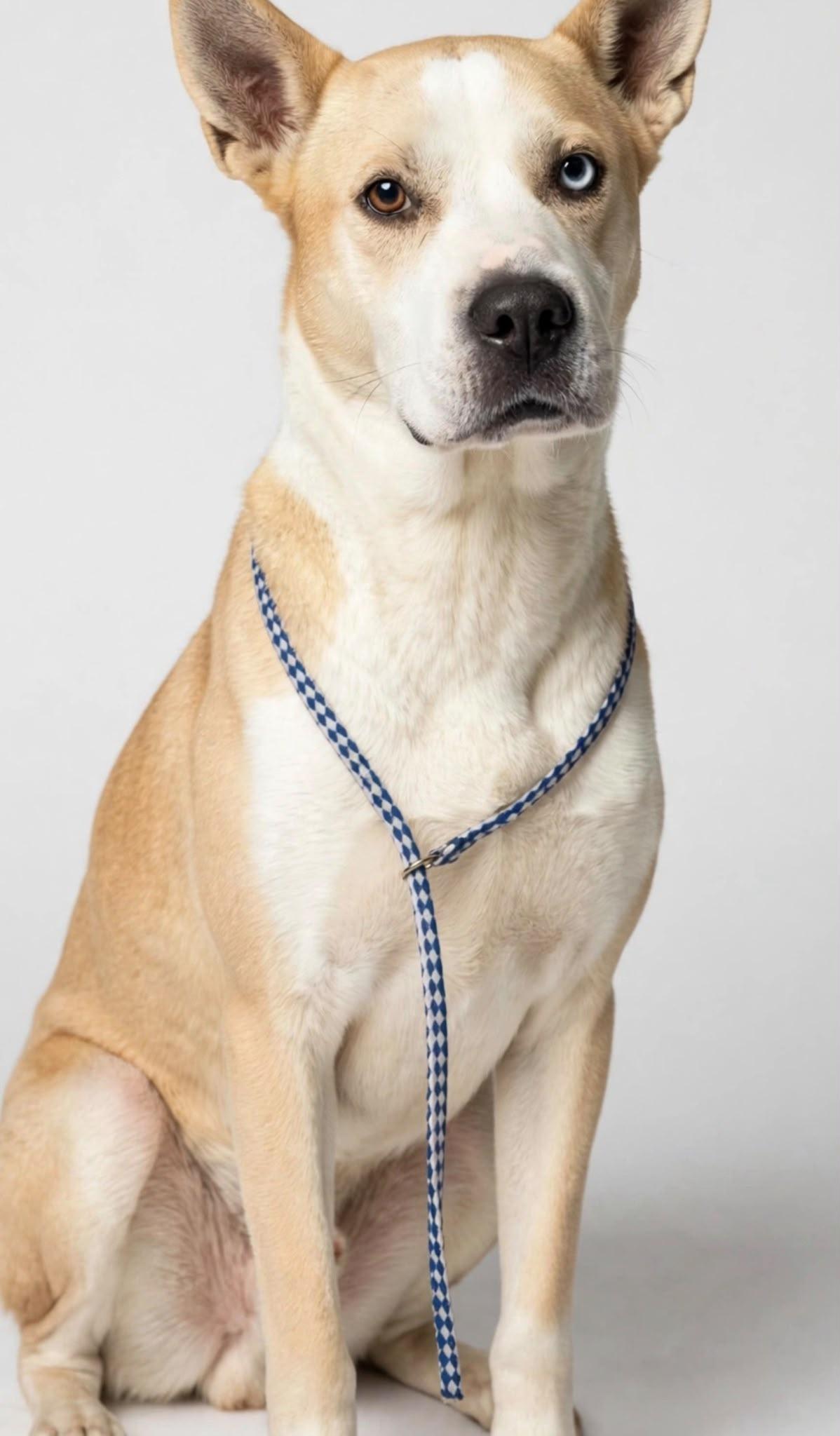 Enlarge Bunny, a Adoptable mixed breed in ALBANY , NY image 2/6