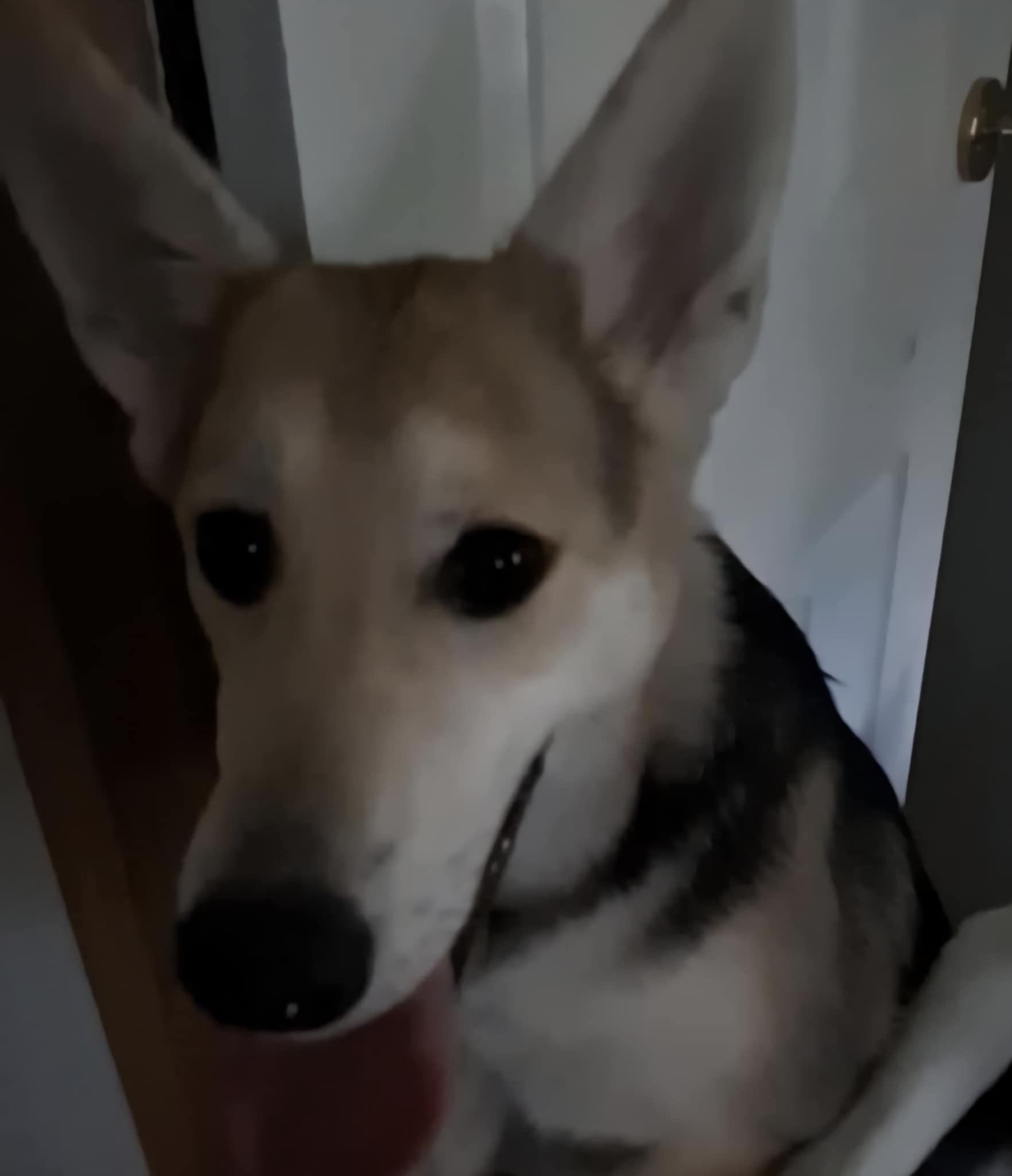 Enlarge Zada, a Adoptable mixed breed in Wilmington, NC image 4/6