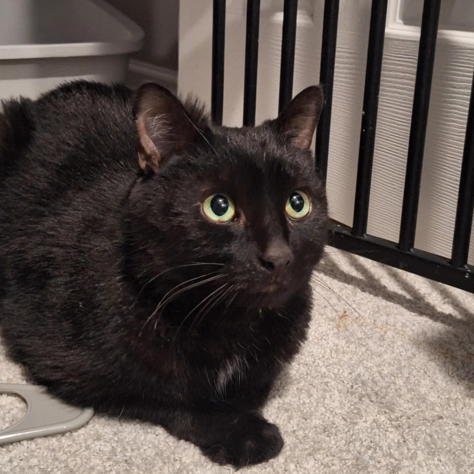 Knuckles, adopted, Adult Male Domestic Short Hair.