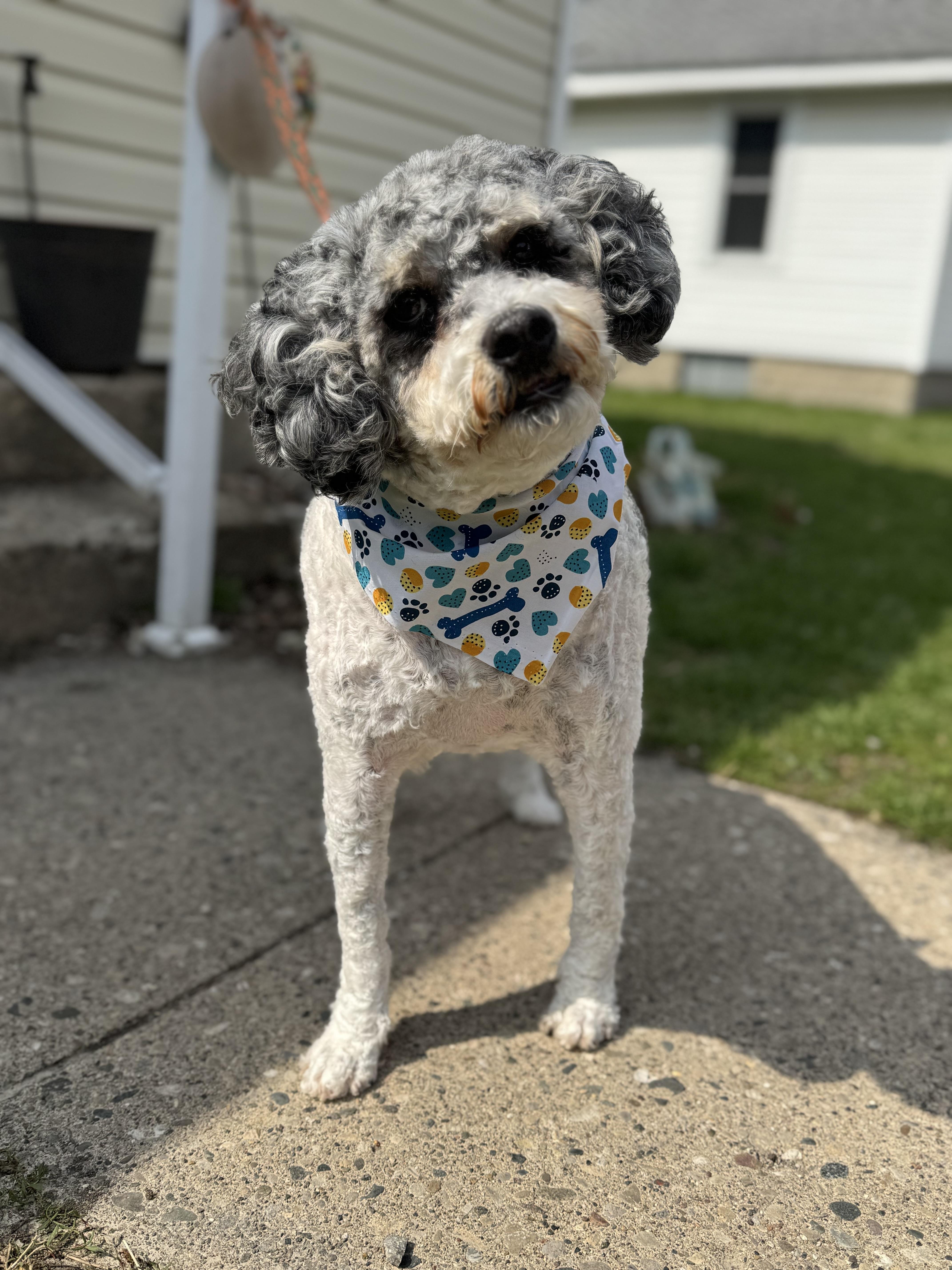 Winston! Sweet beautiful guy! , ADOPTABLE, Adult Male Aussiedoodle.