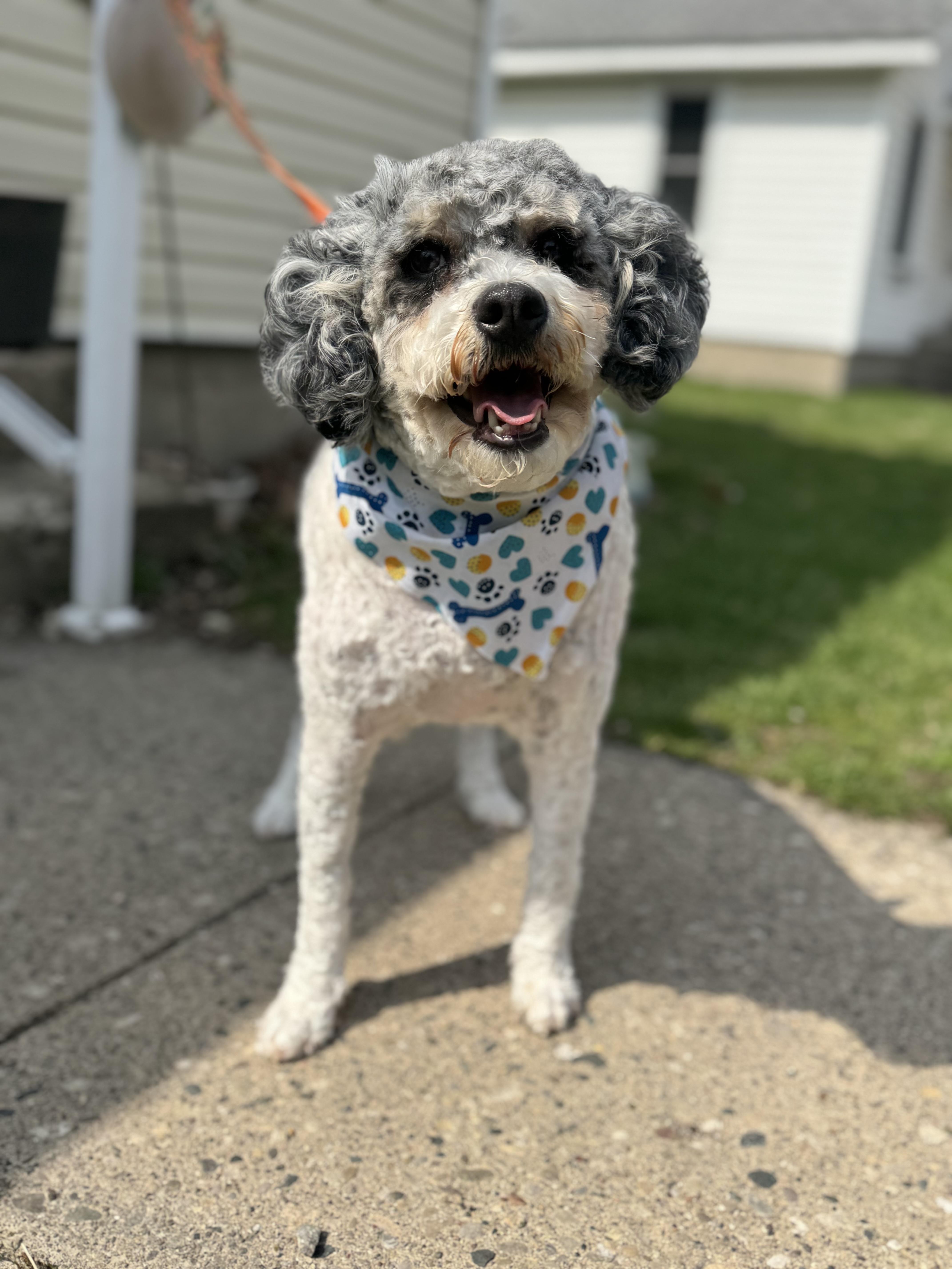 Enlarge Winston! Sweet beautiful guy! , a ADOPTABLE Aussiedoodle in RUSSIAVILLE, IN image 3/4