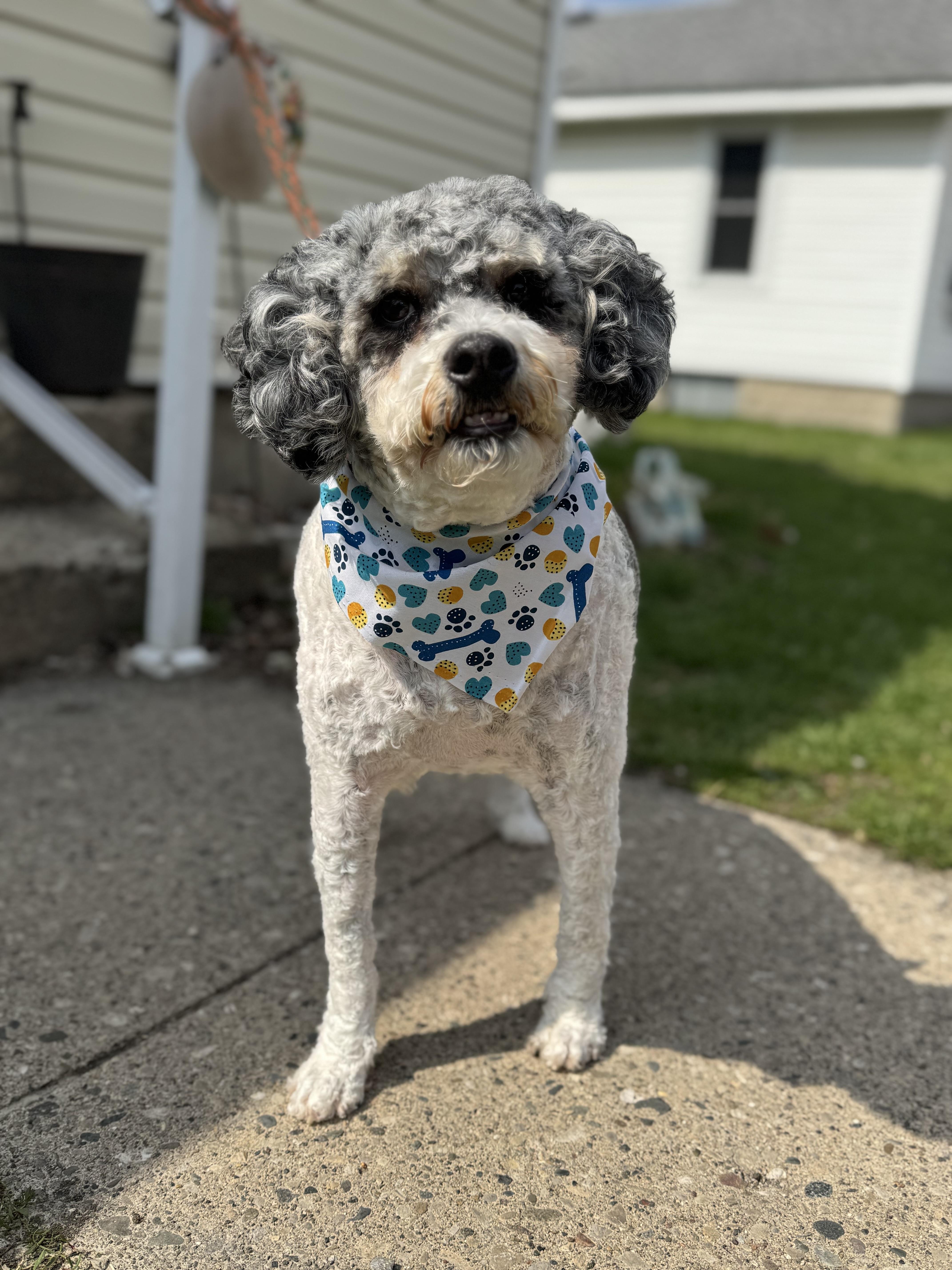 Enlarge Winston! Sweet beautiful guy! , a ADOPTABLE Aussiedoodle in RUSSIAVILLE, IN image 2/4