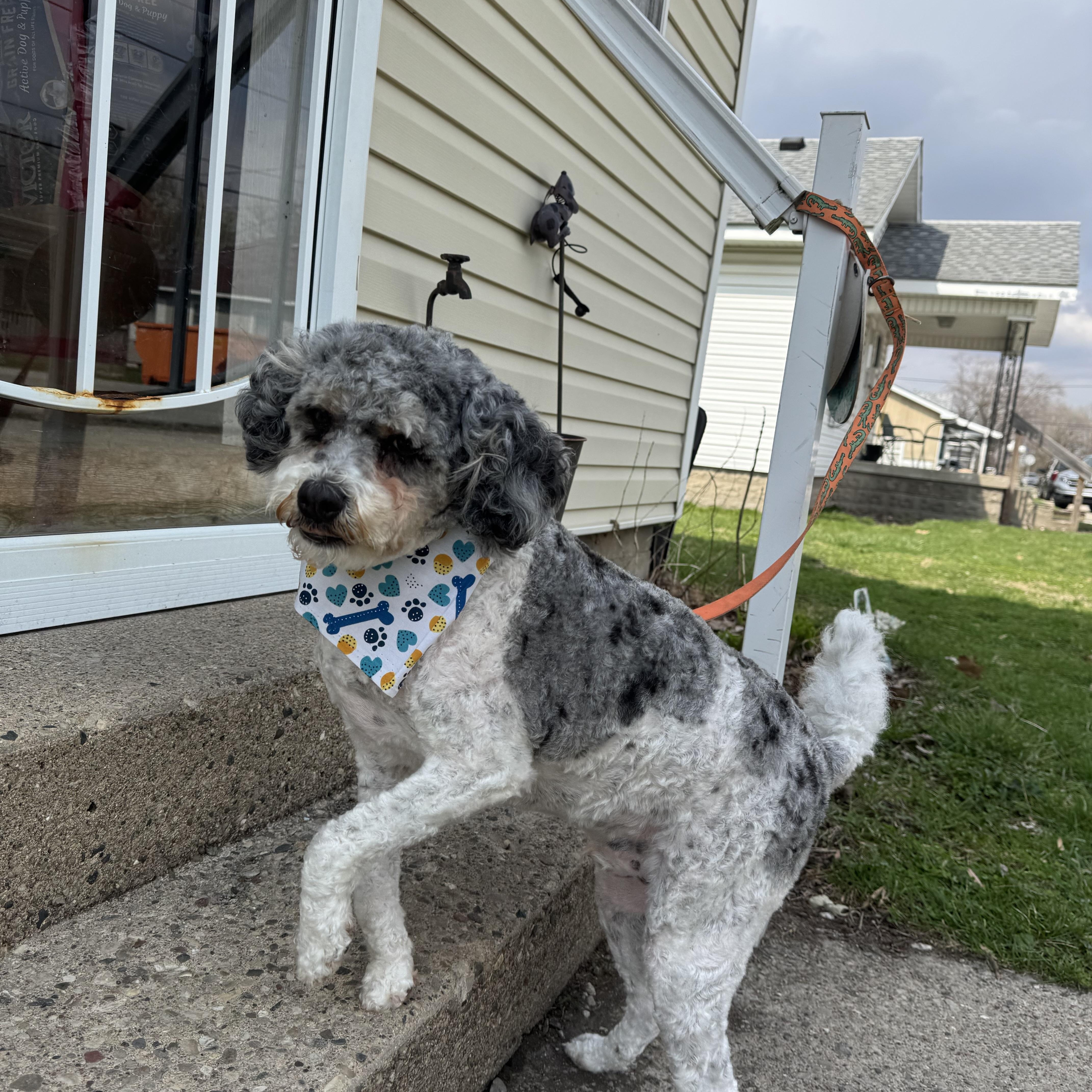 Enlarge Winston! Sweet beautiful guy! , a ADOPTABLE Aussiedoodle in RUSSIAVILLE, IN image 4/4