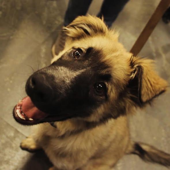 Enlarge Bruce, a ADOPTABLE Mixed Breed in Edmonton, AB image 3/3