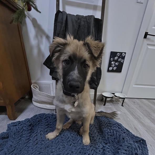 Enlarge Bruce, a ADOPTABLE Mixed Breed in Edmonton, AB image 2/3