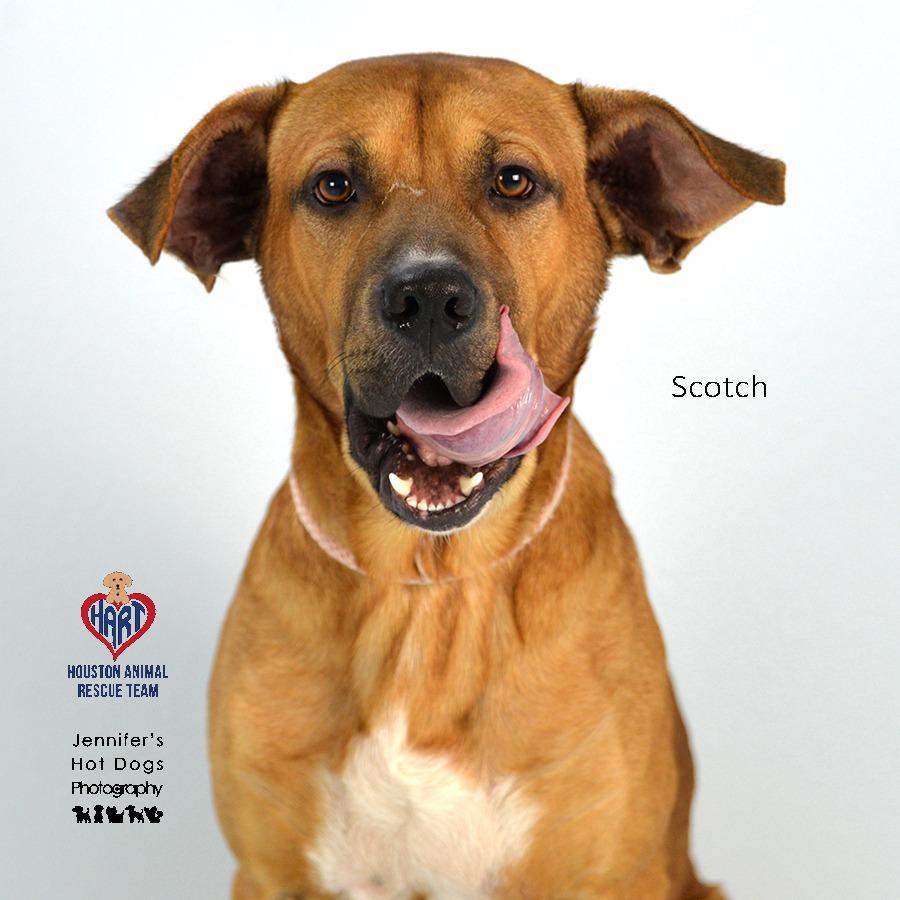 Scotch, Adoptable, Adult Male Black Mouth Cur & Mixed Breed.