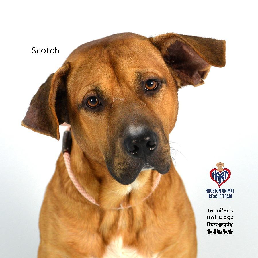 Enlarge Scotch, a Adoptable mixed breed in Hockley, TX image 3/3