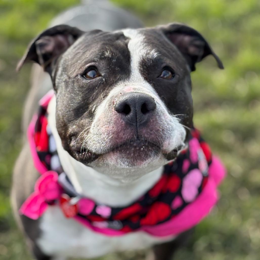 Jinx, Adoptable, Senior Female Mixed Breed.