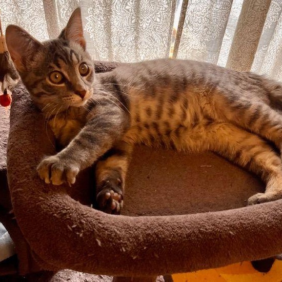 Enlarge Flicker, an adopted Domestic Short Hair in Lake Orion, MI image 6/6