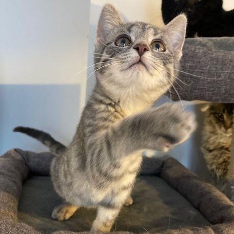 Enlarge Flicker, an adopted Domestic Short Hair in Lake Orion, MI image 4/6