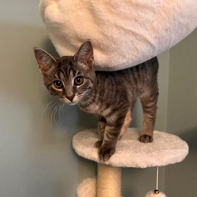 Flicker, adopted, Kitten Male Domestic Short Hair.