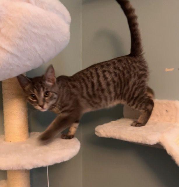 Enlarge Flicker, an adopted Domestic Short Hair in Lake Orion, MI image 2/6