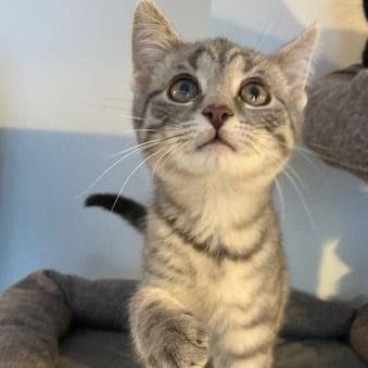 Enlarge Flicker, an adopted Domestic Short Hair in Lake Orion, MI image 3/6