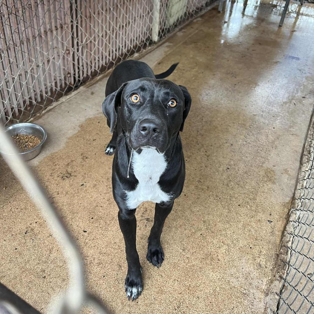 Fax Machine, Adoptable, Young Female Labrador Retriever & Hound.