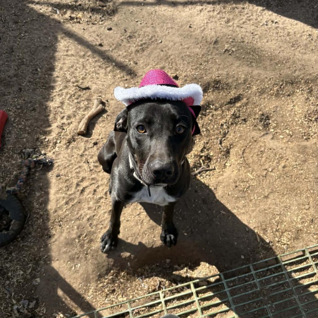 Fax Machine, a Adoptable mixed breed in Stephenville, TX image 3/4