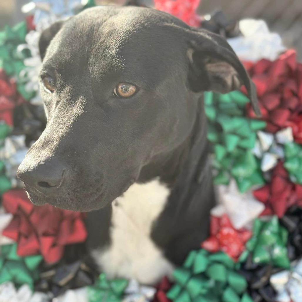 Fax Machine, a Adoptable mixed breed in Stephenville, TX image 4/4