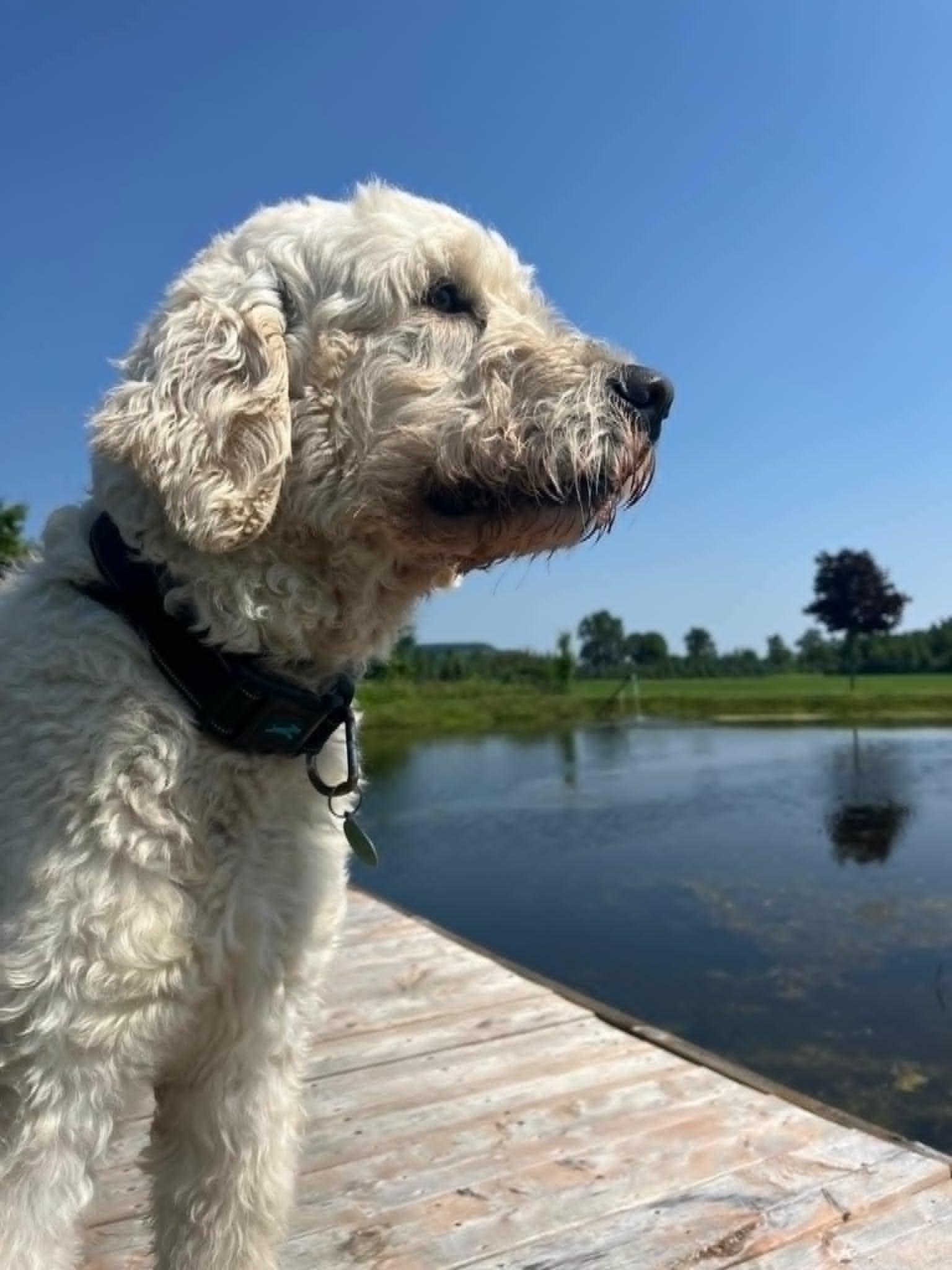 Teddy, an adoptable Goldendoodle in Guelph, ON, N1H 6H8 | Photo Image 1