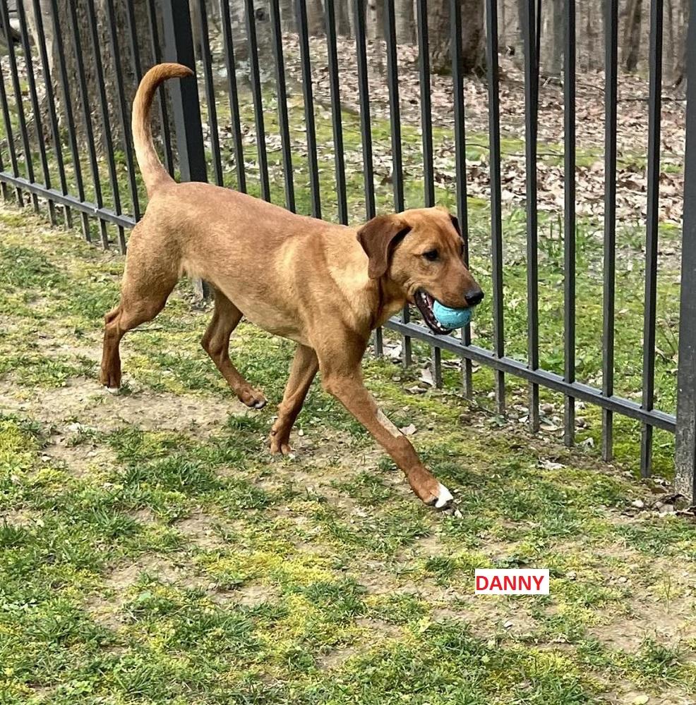 Danny..........FEE SPONSORED, Adoptable, Young Male Rhodesian Ridgeback.