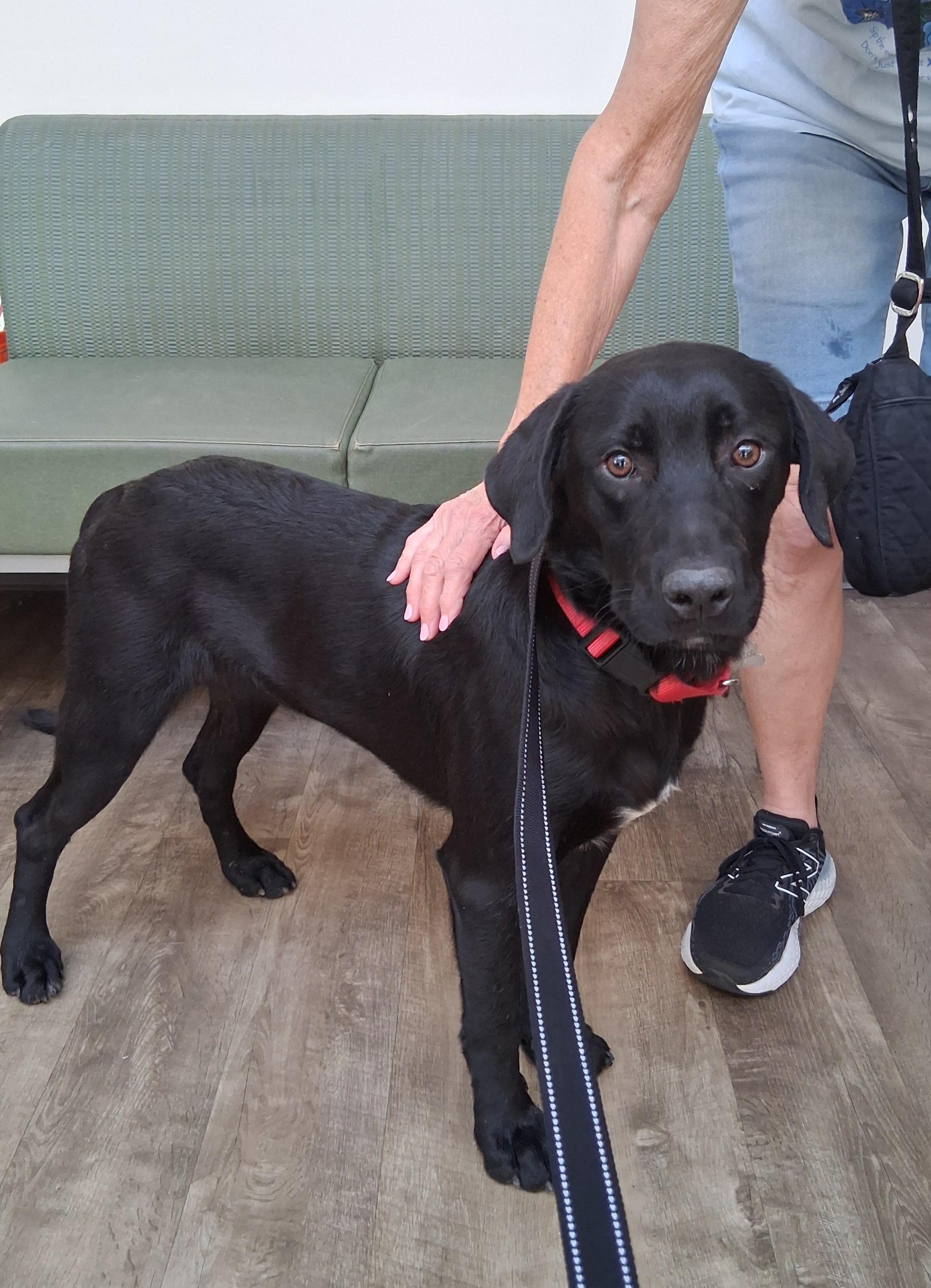 Enlarge Slater, an adopted mixed breed in Elmhurst, IL image 1/5