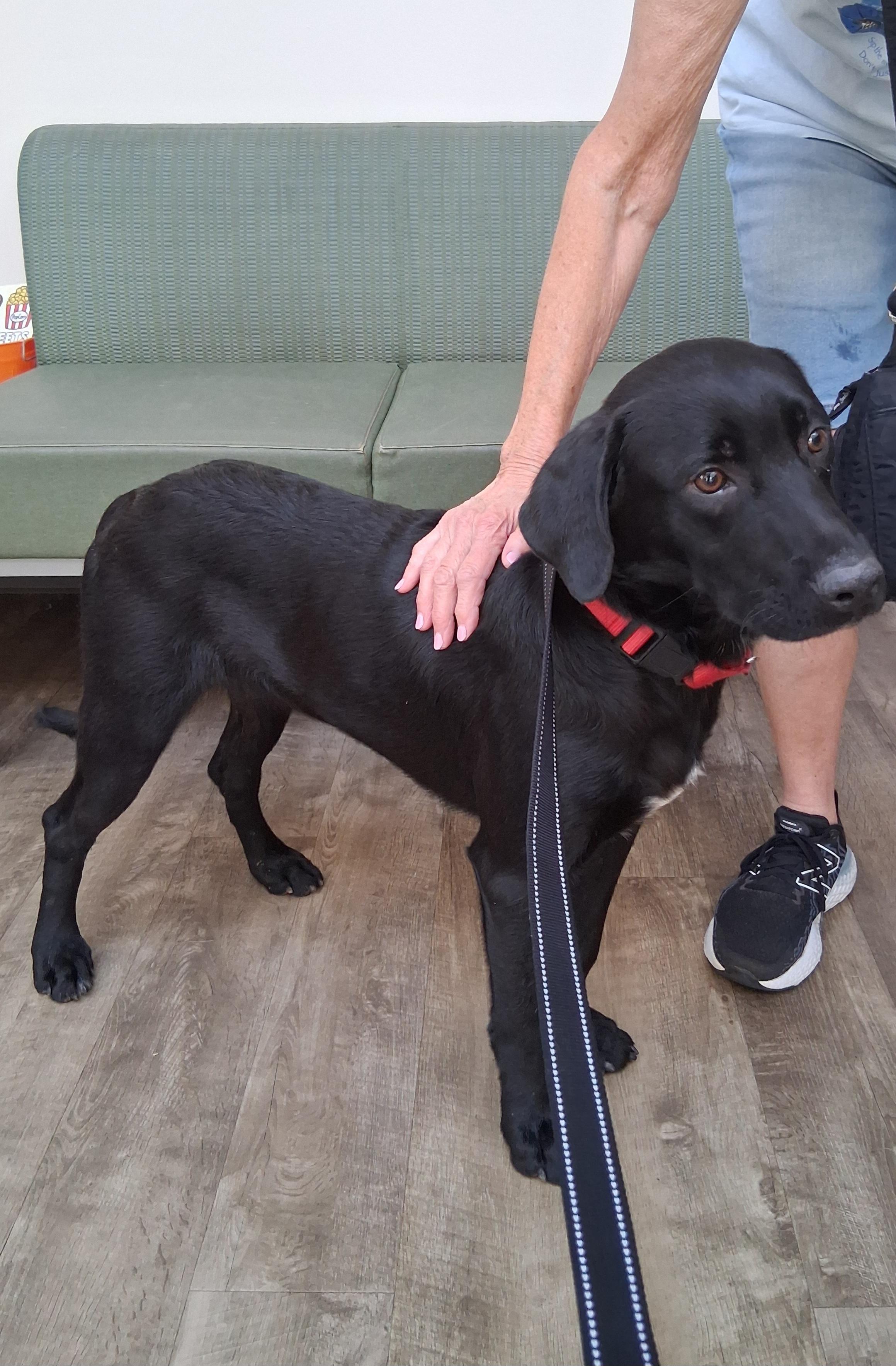 Enlarge Slater, an adopted mixed breed in Elmhurst, IL image 2/5