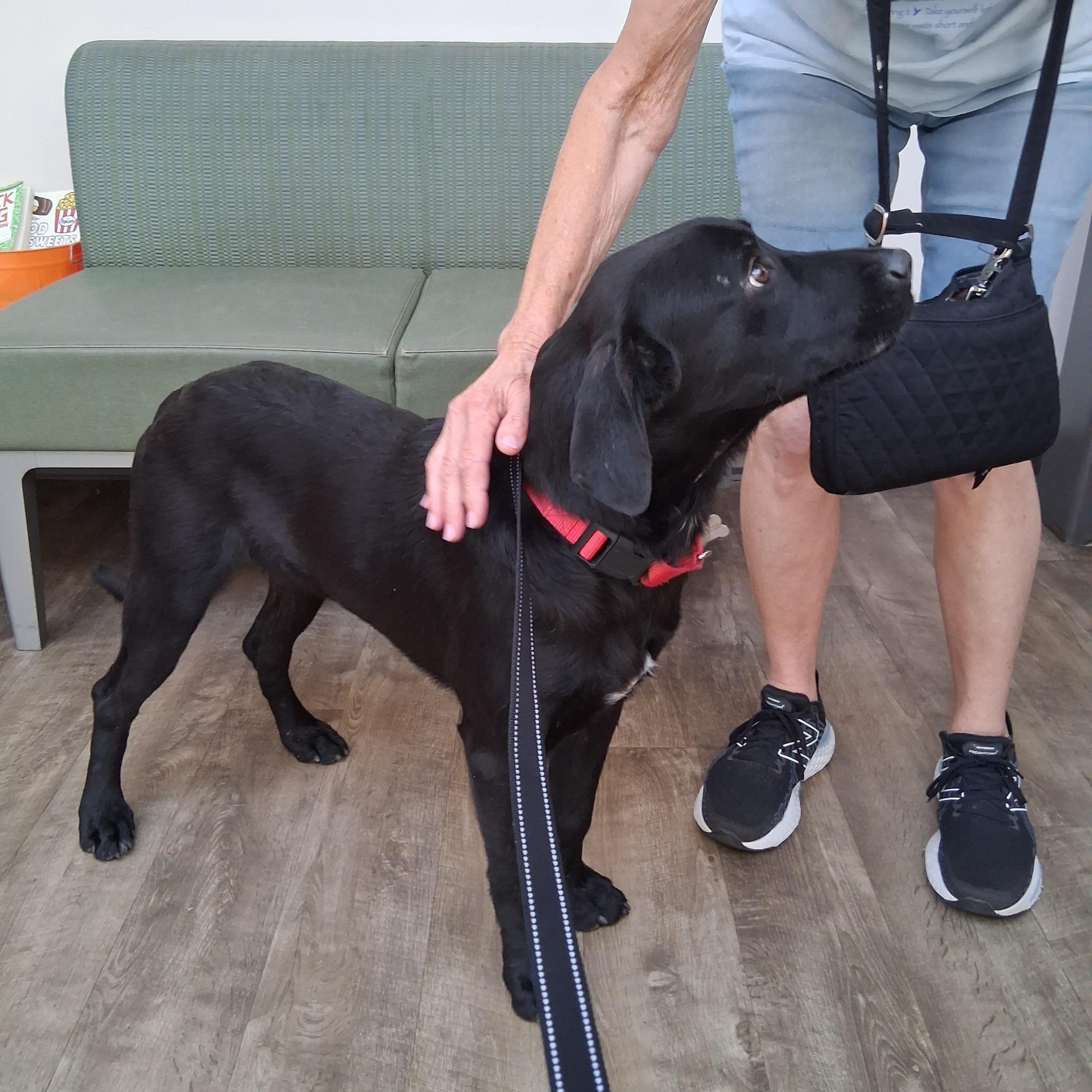 Enlarge Slater, an adopted mixed breed in Elmhurst, IL image 5/5