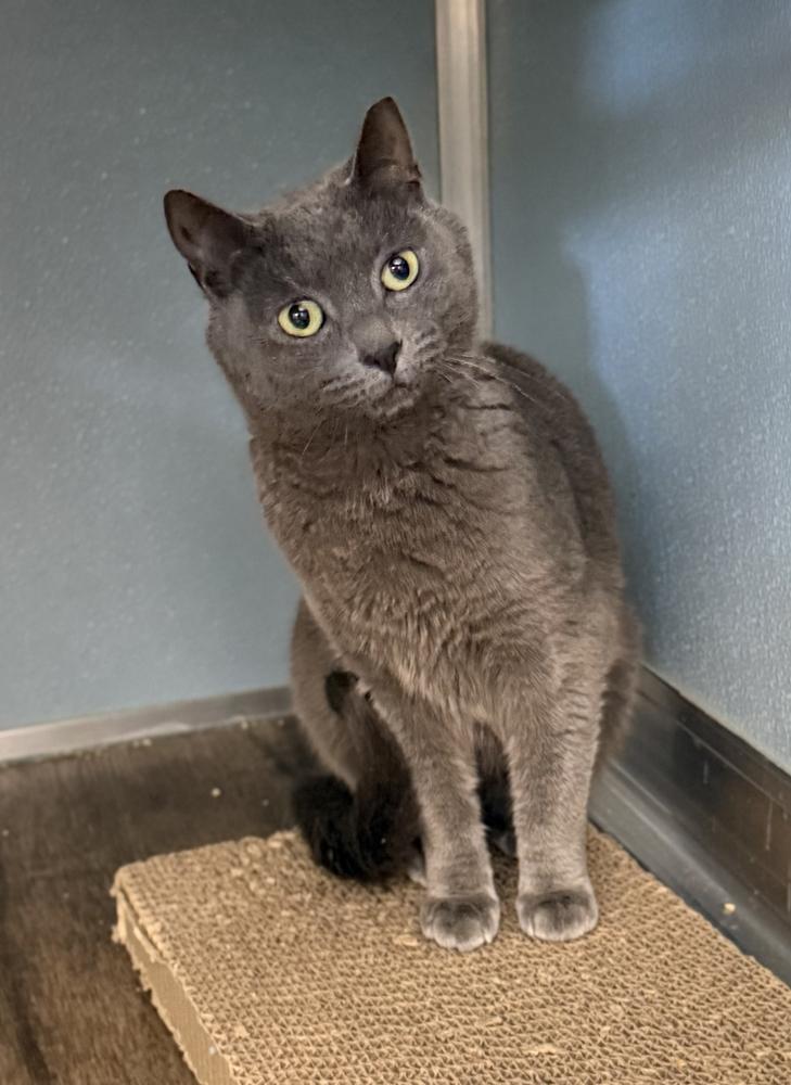 Keeper, Adoptable, Adult Female Domestic Short Hair.