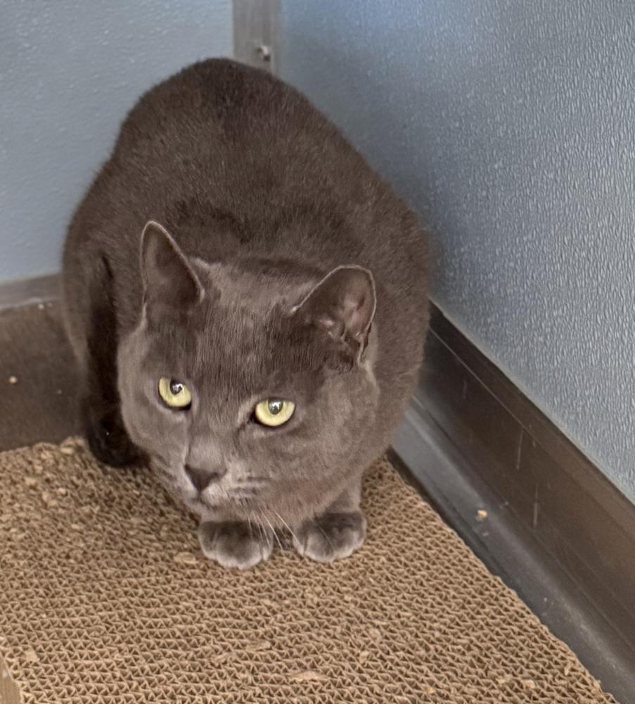 Enlarge Keeper, a Adoptable mixed breed in Milltown, NJ image 3/3