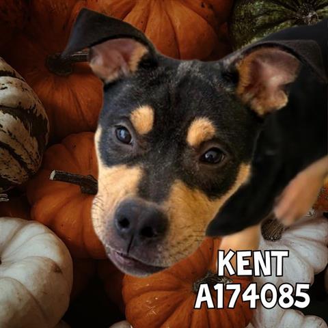 Enlarge KENT, a Adoptable mixed breed in Tulsa, OK image 1/1