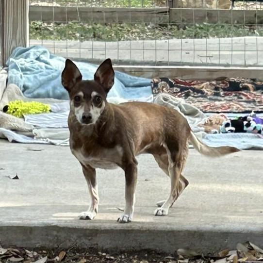 Kiddo, Adoptable, Senior Female Miniature Pinscher.