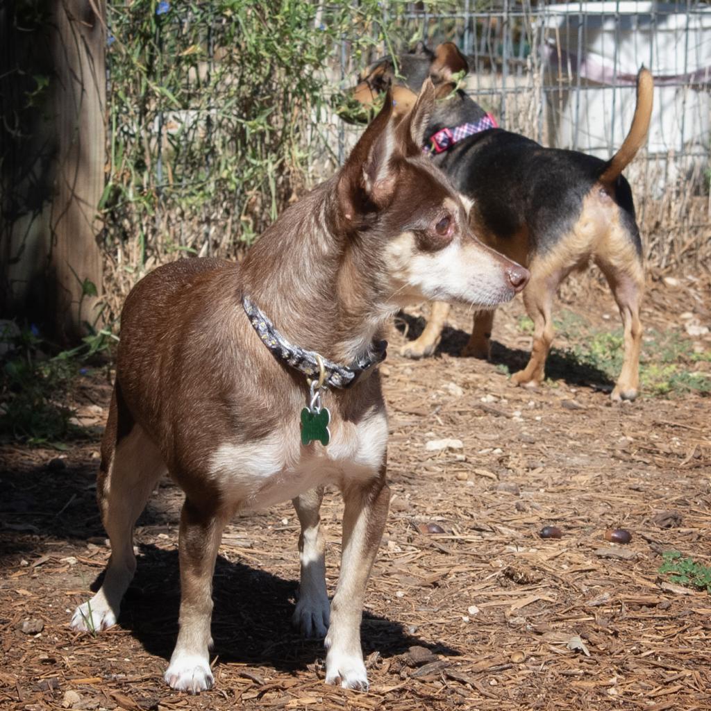 Enlarge Kiddo, a Adoptable Miniature Pinscher in Wimberley, TX image 1/6