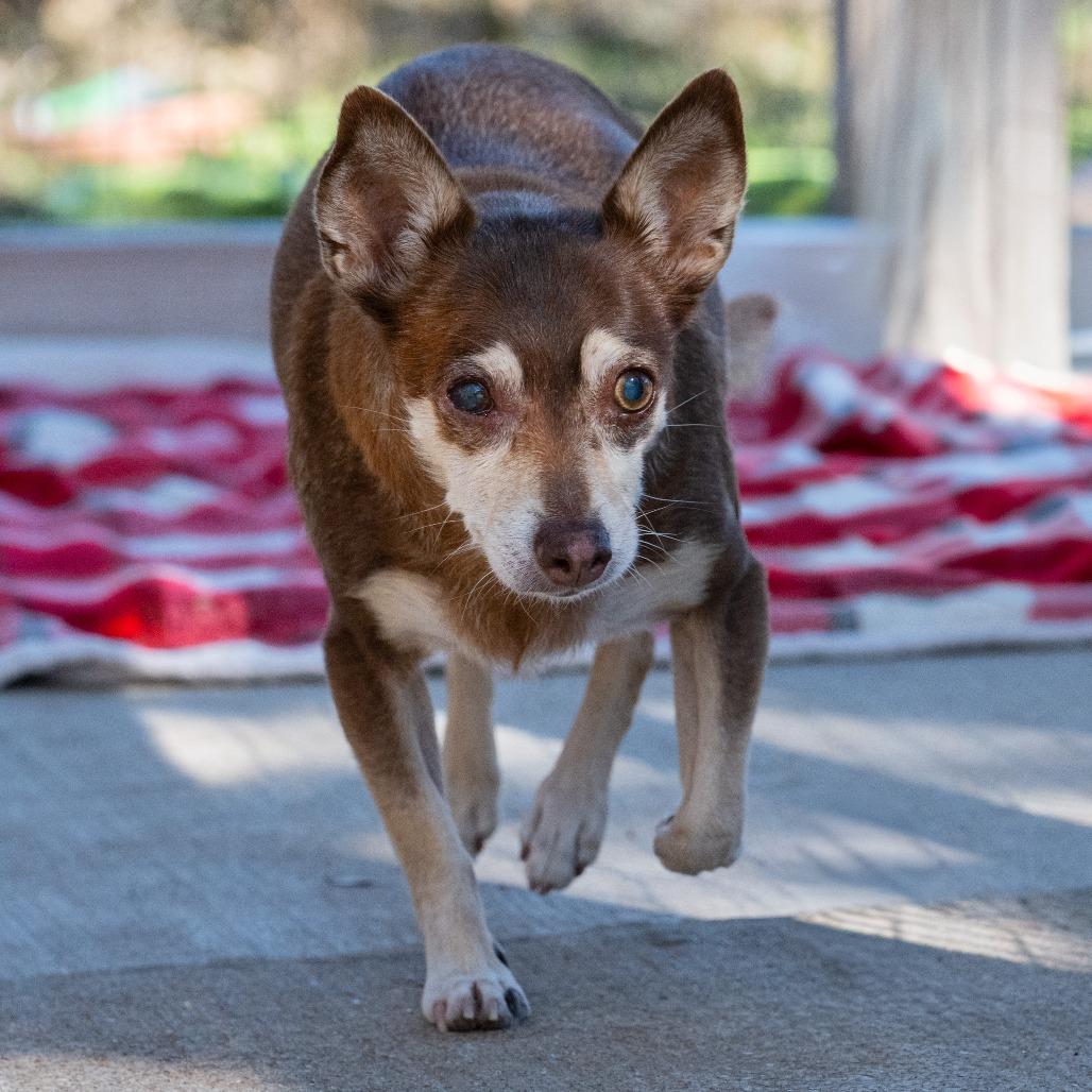 Enlarge Kiddo, a Adoptable mixed breed in Wimberley, TX image 3/6