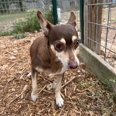 Enlarge Kiddo, a Adoptable Miniature Pinscher in Wimberley, TX image 2/6