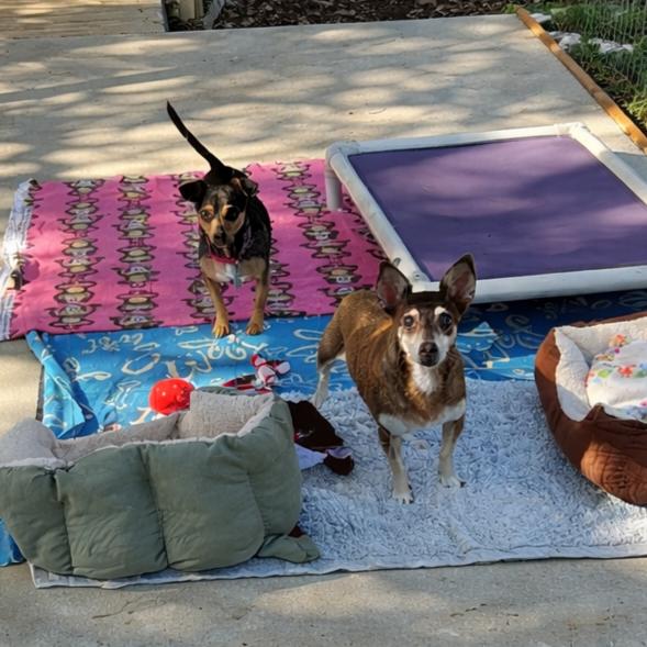 Kiddo, a Adoptable Miniature Pinscher in Wimberley, TX image 4/6