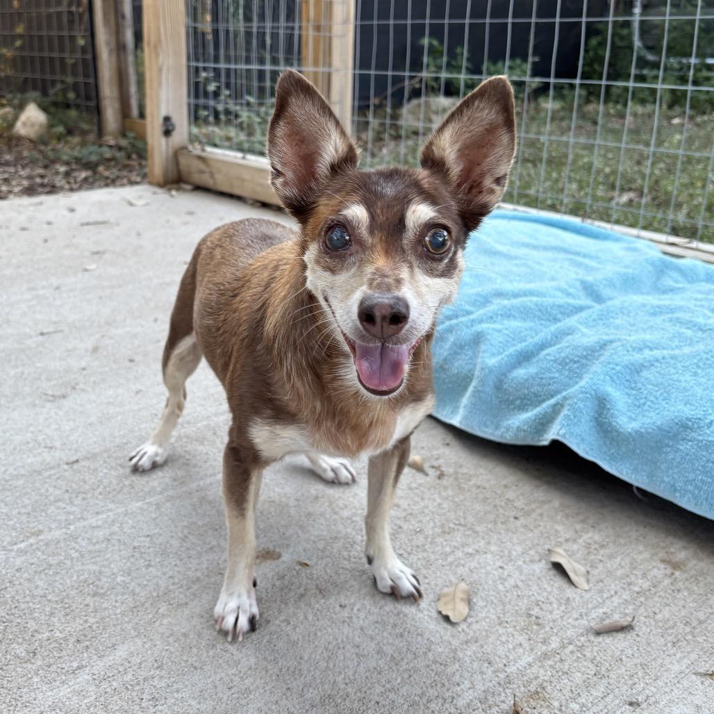 Kiddo, a Adoptable mixed breed in Wimberley, TX image 5/6