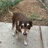 Enlarge Kiddo, a Adoptable Miniature Pinscher in Wimberley, TX image 3/6