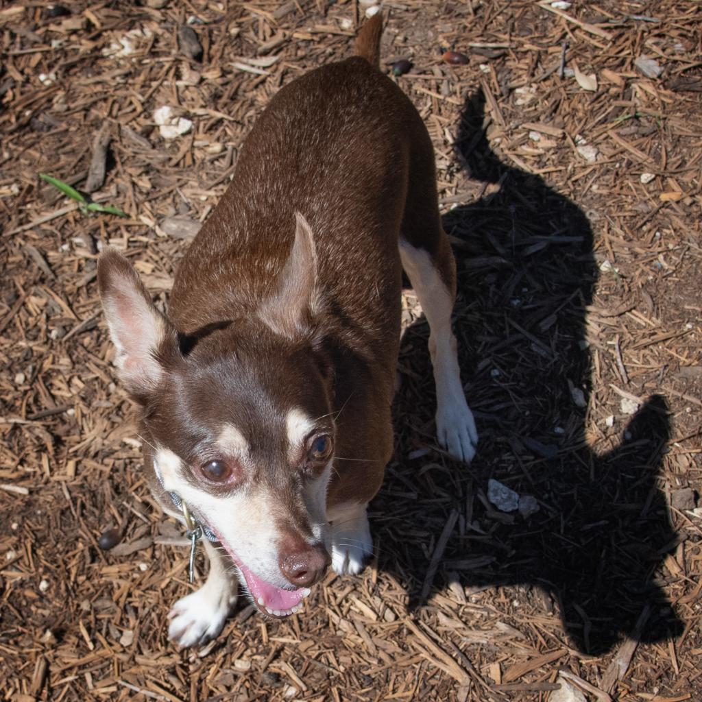 Enlarge Kiddo, a Adoptable Miniature Pinscher in Wimberley, TX image 4/6