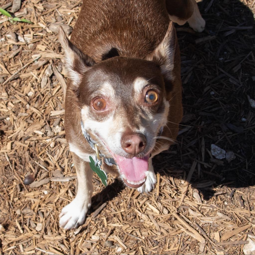 Enlarge Kiddo, a Adoptable Miniature Pinscher in Wimberley, TX image 5/6