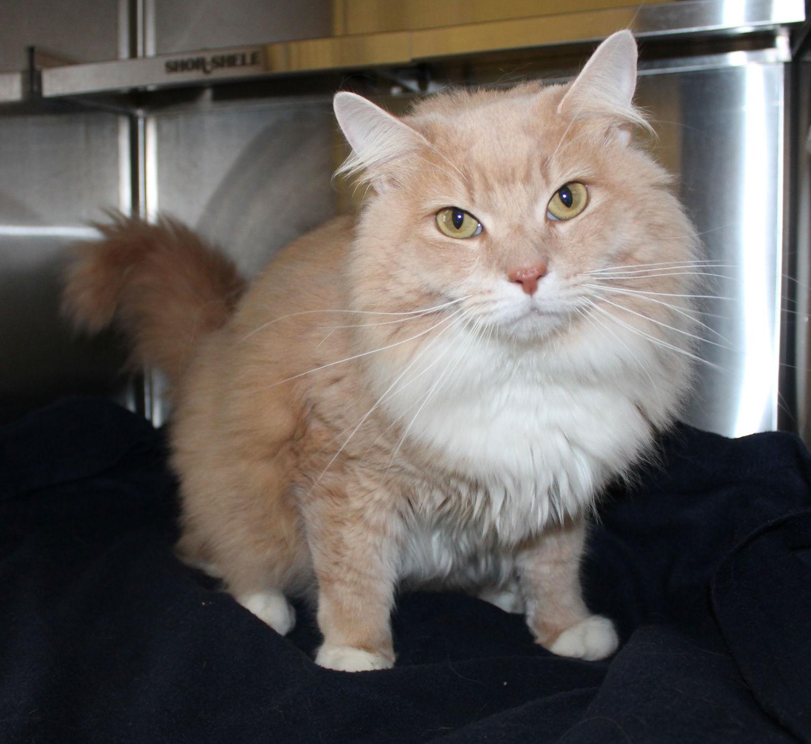 Benjamin - 43032, Adoptable, Young Male Domestic Long Hair & Tabby.