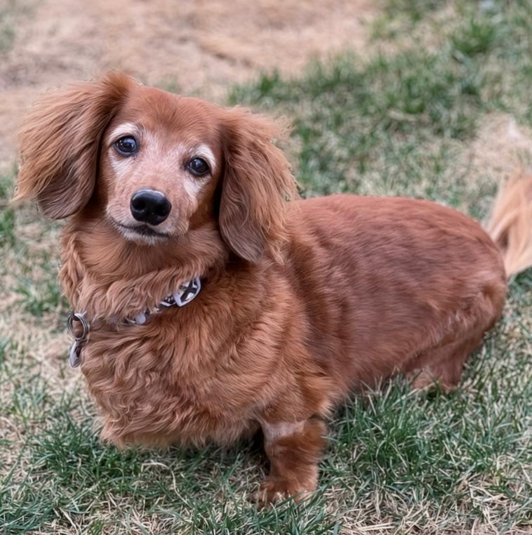 Enlarge Freddy, an adopted Dachshund in Mead, CO image 1/1