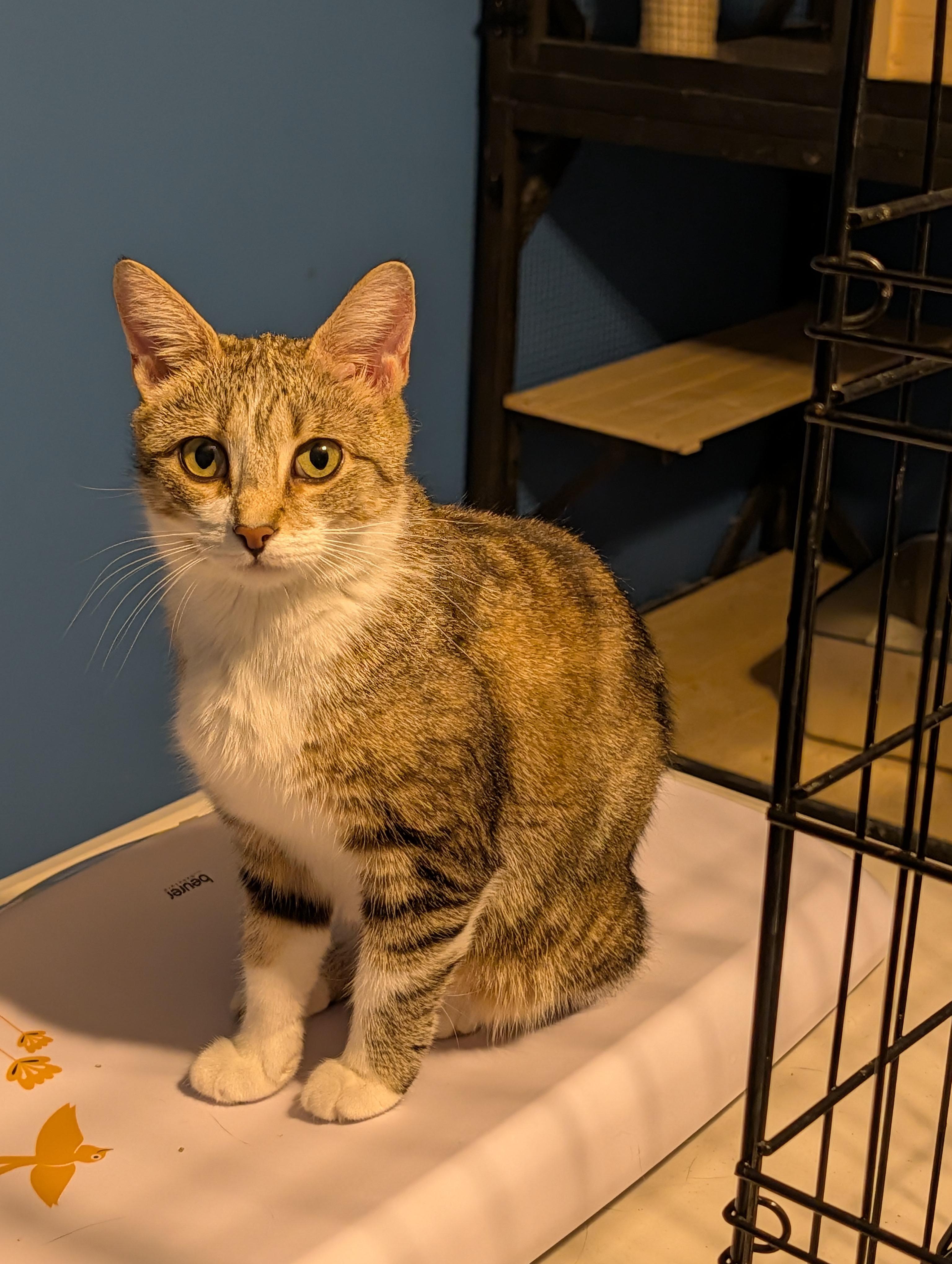Fiona, Adoptable, Young Female Domestic Short Hair.